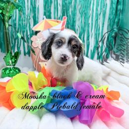 Mooska - Dapple female Dachshund puppy in Prairieville, Louisiana from Southern Barron Danes & Dachshunds