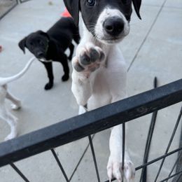 Golden Retriever and Greyhound Puppies from K and E Kennels