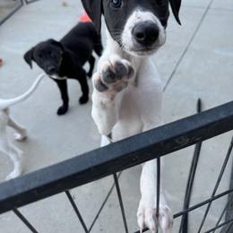 Golden Retriever and Greyhound Puppies from K and E Kennels