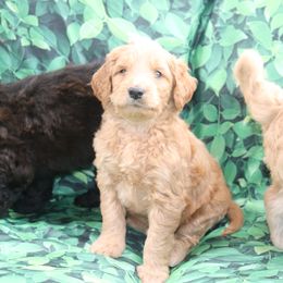 Double Doodle and Goldendoodle Puppies from Ohio Designer Doodles