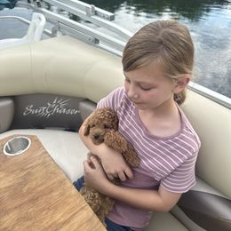 Goldendoodle Puppies from Providence Ranches