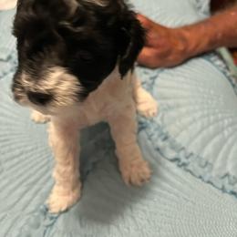 Parti Girl - Parti female Poodle puppy in Lexington, Tennessee from Jm’s Precious Poodles