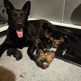 German Shepherd Puppies from Kyon Kennel LLC