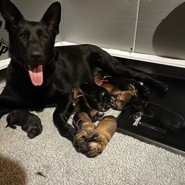 German Shepherd Puppies from Kyon Kennel LLC