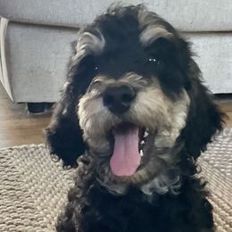 Bernedoodles, Goldendoodles, Poodles, Pyredoodles, and Sheepadoodles from Kitandkboodle's Doodles