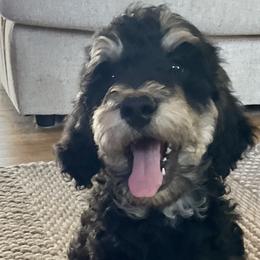 Bernedoodles, Goldendoodles, Poodles, Pyredoodles, and Sheepadoodles from Kitandkboodle's Doodles