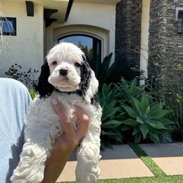 Green collar male - Black and white male Cocker Spaniel puppy in Bonsall, California from CuttinBlue Farms