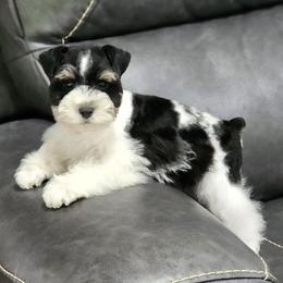 Little guy - Parti male Miniature Schnauzer puppy in Trinity, Alabama from C&E'S Schnauzers
