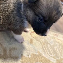 American Corgi Puppies from Highland corgis