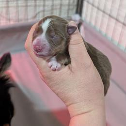 Red boy 2 - Red & white male Miniature American Shepherd puppy in Harrisonville, Missouri from Trailside Mini Aussies