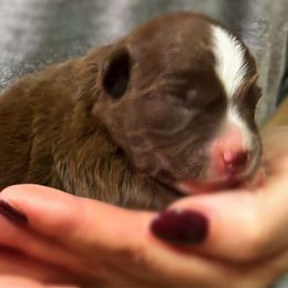 Elphaba - Red female Miniature American Shepherd puppy in Smithville, Arkansas from Cooper Creek Aussies