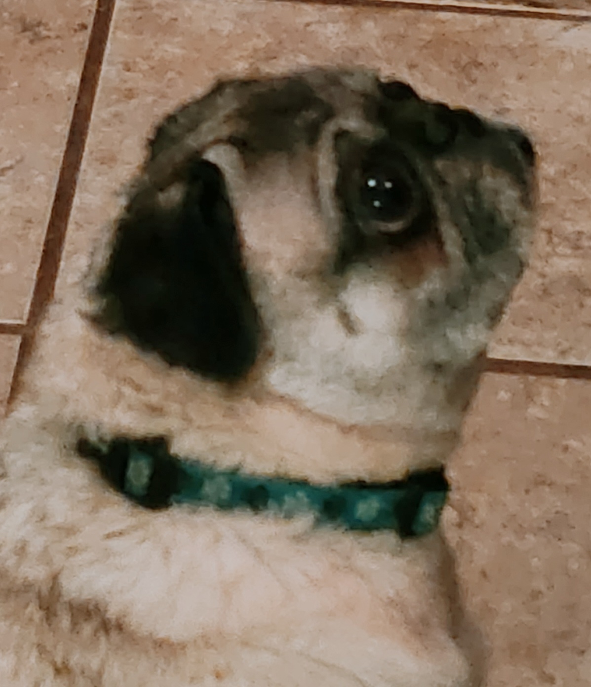 Pickles - Pug