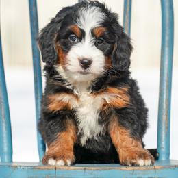 Honey - Tri-color female Bernedoodle puppy in Dundee, Ohio from Down Home Doodle