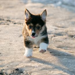 Tri boy 1 fluffy carrier - Black and tan male Pembroke Welsh Corgi puppy in Hale, Michigan from All Hale Corgis