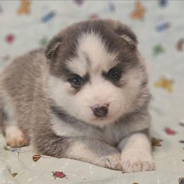 Daisy - Blue female Pomsky puppy in Stover, Missouri from Lx2 County Line Pomskies