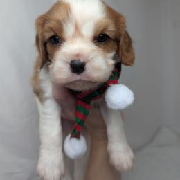 Dasher - Blenheim male Cavalier King Charles Spaniel puppy in Seymour, Missouri from Painted Blessing's AKC Cavaliers LLC