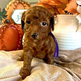 Velma (Purple) - Red  female Poodle puppy in Calimesa, California from Teakwood Poodles of SoCal