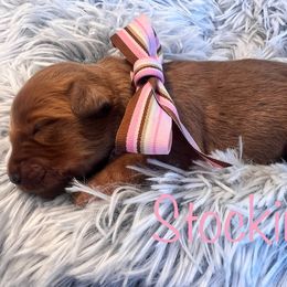 Stocking - Dark golden female Golden Retriever puppy in Moses Lake, Washington from Dune Lakes Goldens