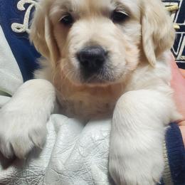 Golden Retriever Puppies from Kansas Prairie Pups