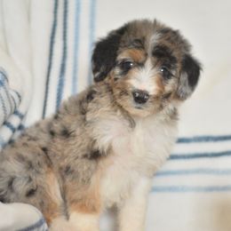 Princess Peach - Blue merle female Aussiedoodle puppy in Delta, Colorado from PTK Ranch