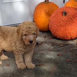 Bernedoodles and Goldendoodles from Sammy's puppies
