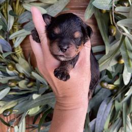 Boy 2 - Tri-color male Bernedoodle puppy in Superior, Arizona from Mountain Bridge Doodles