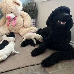 Poodle Puppies from Tyler Family Poodles