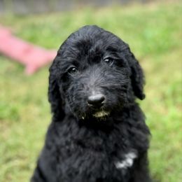 Benelli F - Black female Labradoodle puppy in Kingston, Georgia from CC Familydoodles