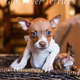 Sable girl 2 - Red white and sable female Rat Terrier puppy in Allegan, Michigan from Gun River Terriers
