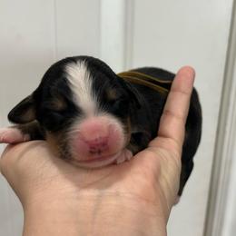 Yellow Collar Girl - Black rust and white female Bernese Mountain Dog puppy in Herriman, Utah from Shaggy Mountain Pups LLC