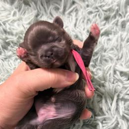 Girl 1 - hot pink collar - Blue female Shih Tzu puppy in Berkeley Springs, West Virginia from Sandridge Shih Tzus