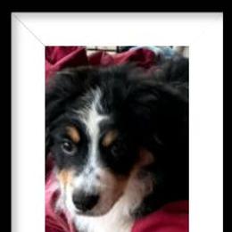 Orange - Black tri male Miniature Australian Shepherd puppy in Middleburg, Florida from Dog Father Kennels
