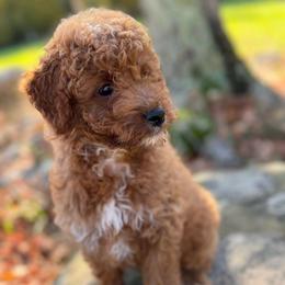 Trick - Apricot male Goldendoodle puppy in Killingly, Connecticut from Woodland Acres