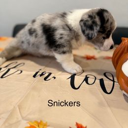 Snickers - Blue merle and white male Cardigan Welsh Corgi puppy in Canonsburg, Pennsylvania from Lady Luna's Cardigan Welsh Corgis