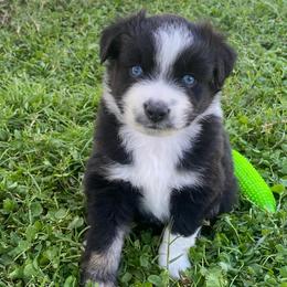 Neapolitan - Black tri male Miniature Australian Shepherd puppy in Sonora, California from Quarle Ranch Mini Aussies