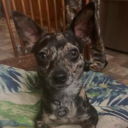 Blue - Chihuahua