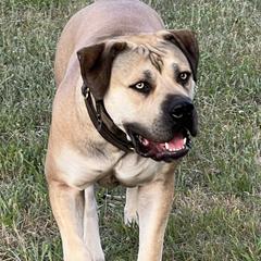 NAla - Boerboel
