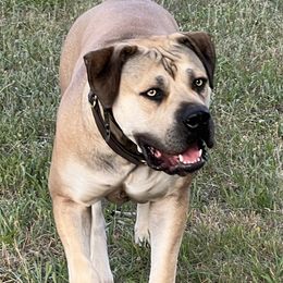 NAla - Boerboel