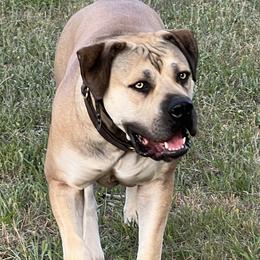 NAla - Boerboel