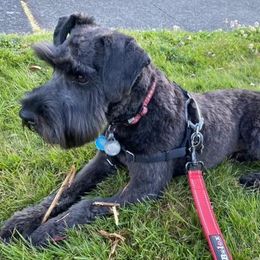 Miniature Schnauzer All Grown Up from Seventy Serenity Schnauzers