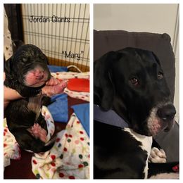 Girl 2 - Great Dane puppy in Lawrenceburg, Indiana from Jordan Giants