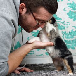 Basset Fauve de Bretagne and Miniature American Shepherd Puppies from 4 Clovers Kennel