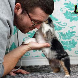 Basset Fauve de Bretagne and Miniature American Shepherd Puppies from 4 Clovers Kennel