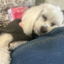 Coton de Tulear All Grown Up from Seven Seas Cotons