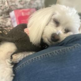 Coton de Tulear All Grown Up from Seven Seas Cotons