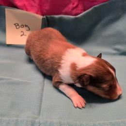 Biscuit 2m - White and sable male Shetland Sheepdog puppy in Caldwell, Texas from Candyce Witte