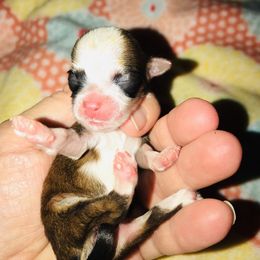 Havanese Puppies from Selah Havanese