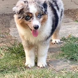 Pompeii - Miniature Australian Shepherd