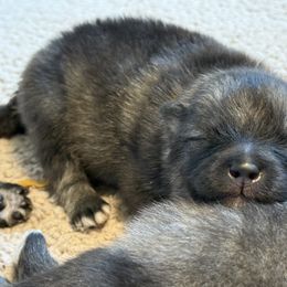 Boy 5 - male Keeshond puppy in Sheboygan, Wisconsin from Peregrine Keeshond
