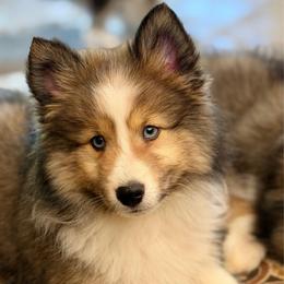 Slade - Sable & white male Toy Shetland Sheepdog puppy in Magnolia, Texas from Solace Shelties and Pomskies